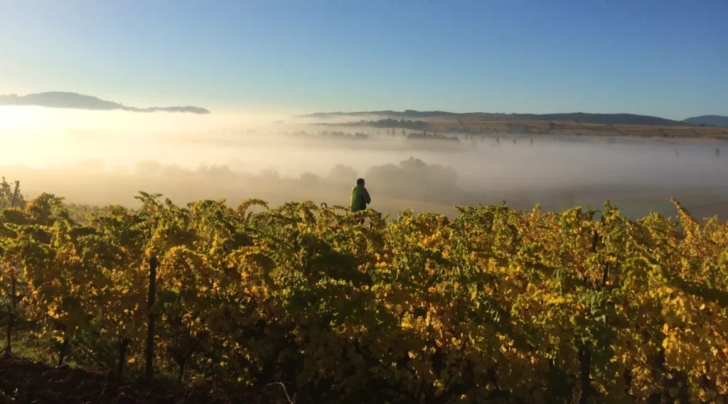 Les vignes du Domaine Ansen