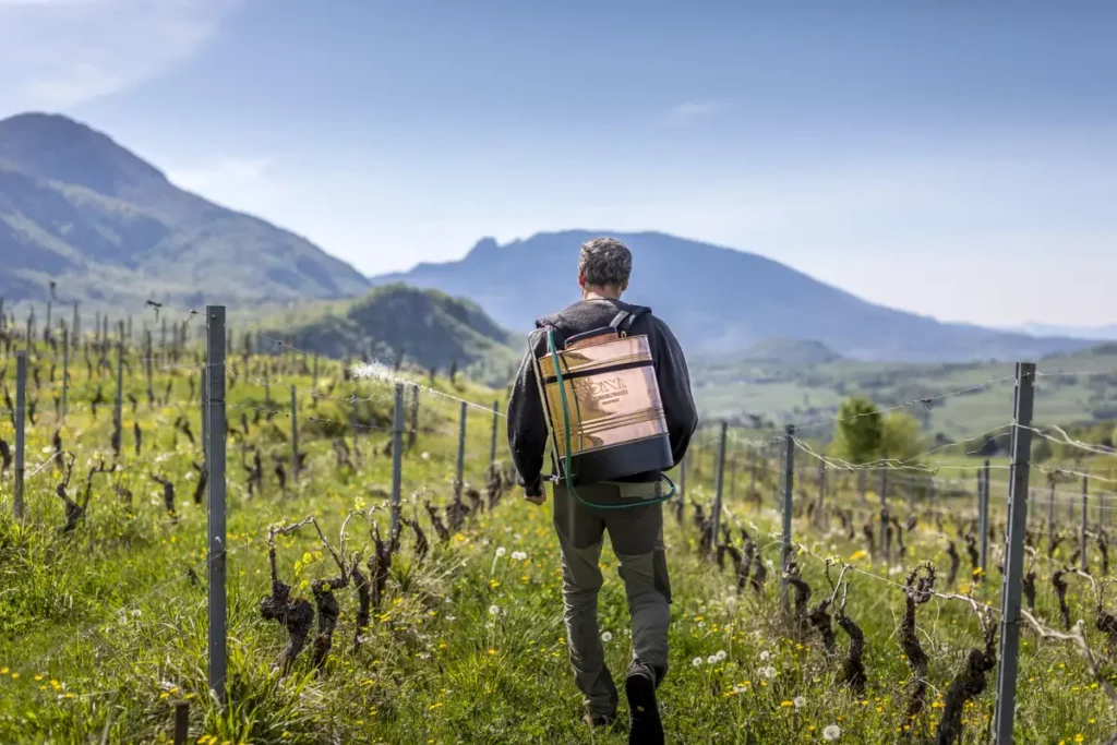Travail manuel dans les vignes du Domaine de Lucey