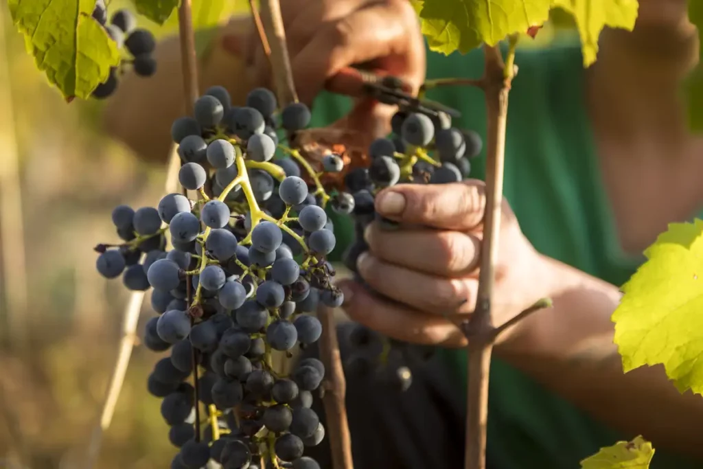 R&eacute;colte manuelle de raisins rouges au Domaine de Lucey, issus de Mondeuse noire ou de Pinot Noir
