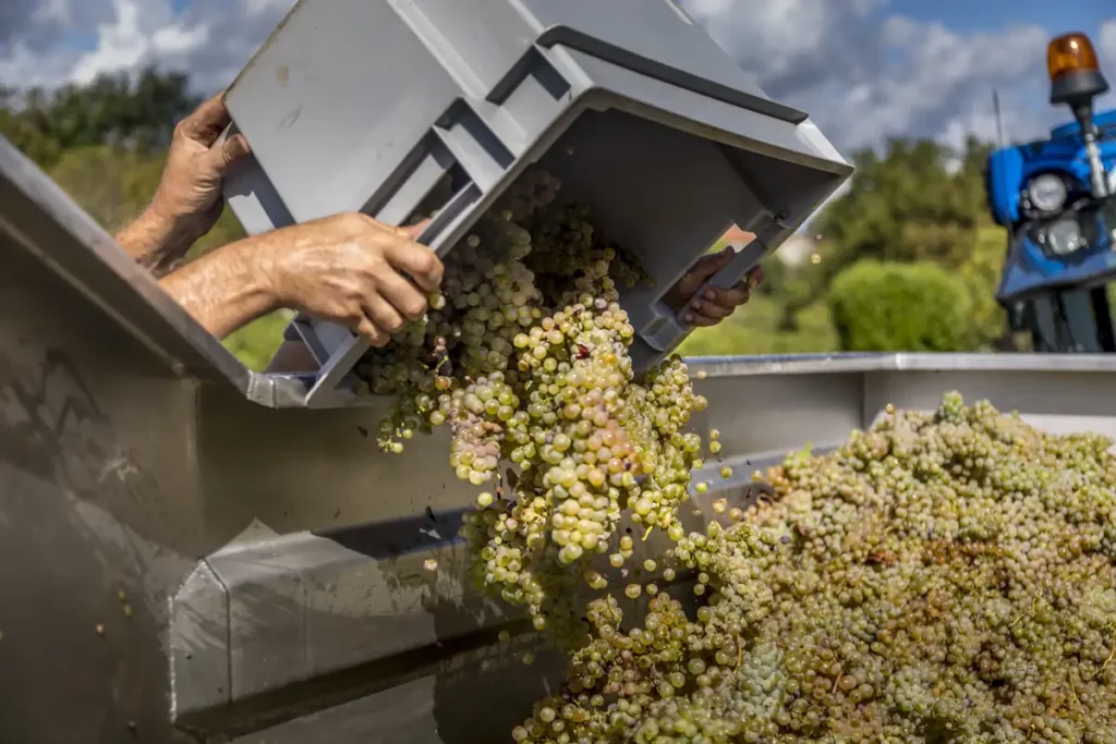 Vendanges d&rsquo;Altesse au Domaine de Lucey