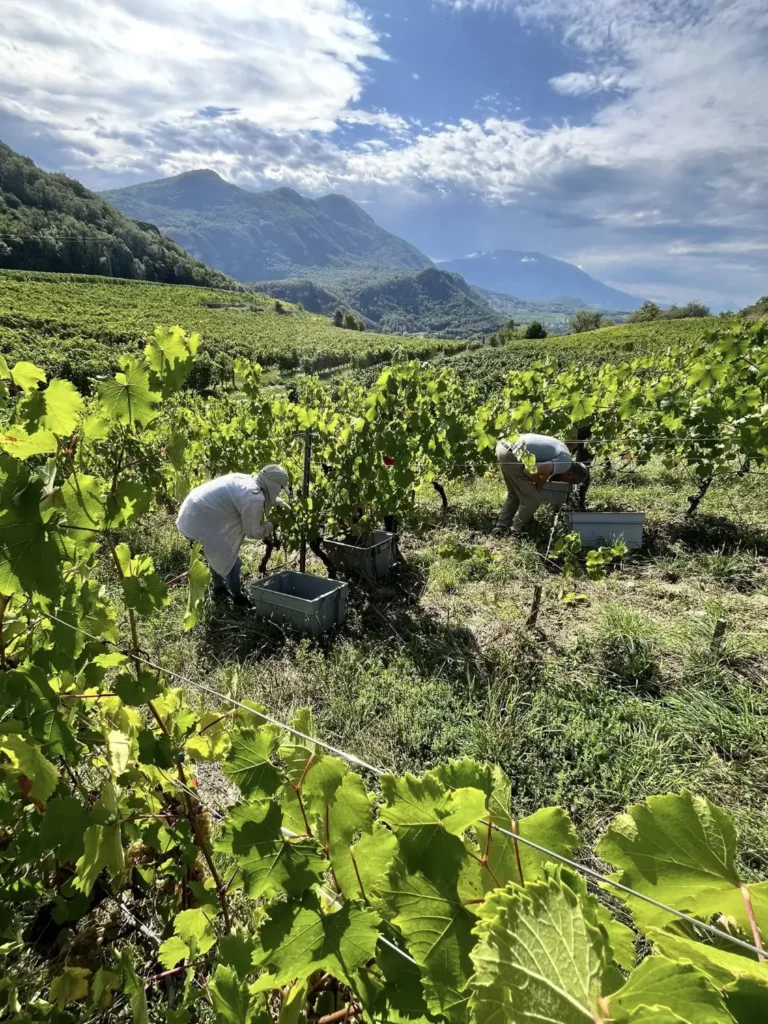 Vendanges manuelles dans les vignes du Domaine de Lucey
