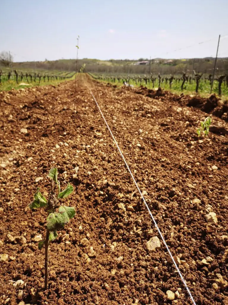 Sol des vignes du Clos Troteligotte