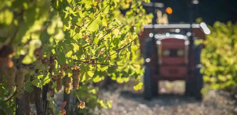 Travail des vignes du ch&acirc;teau des Croisille