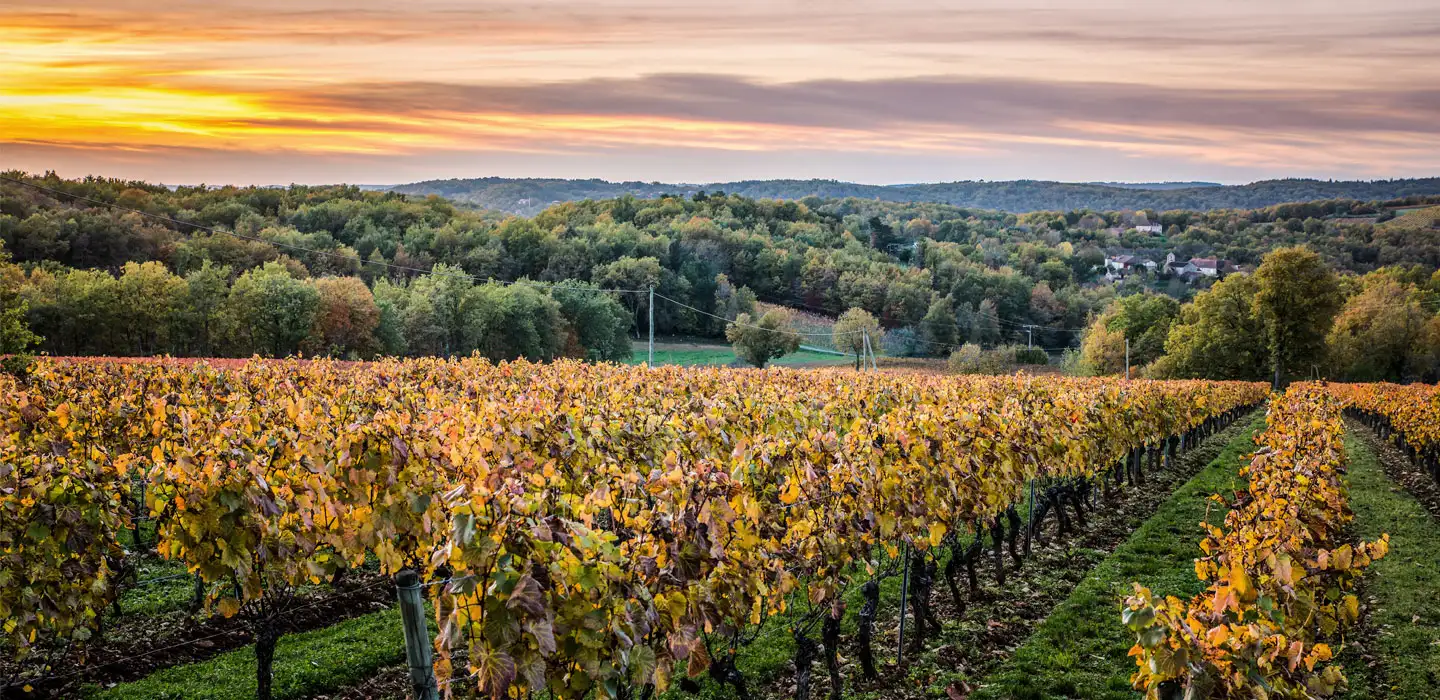Les vignes du Château les Croisille