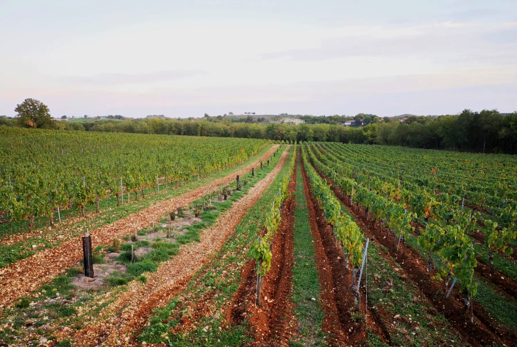 Les vignes du Clos Troteligotte