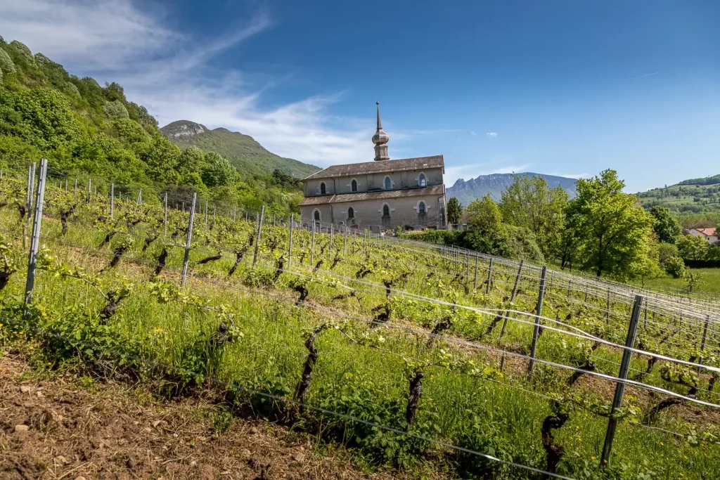 Les vignes du Domaine de Lucey