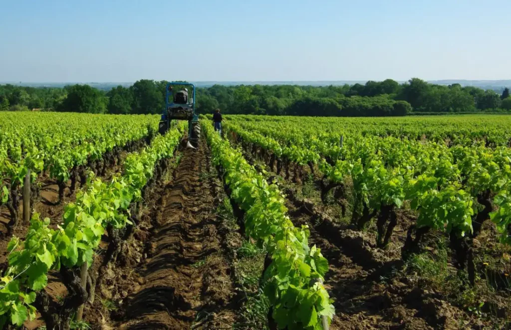Les Vignes aux Domaines Landron