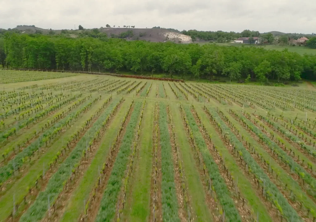 Vignoble du Clos Troteligotte