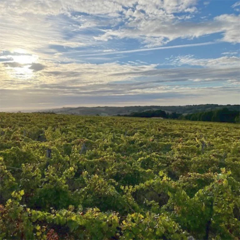 Domaine AntocyÂme