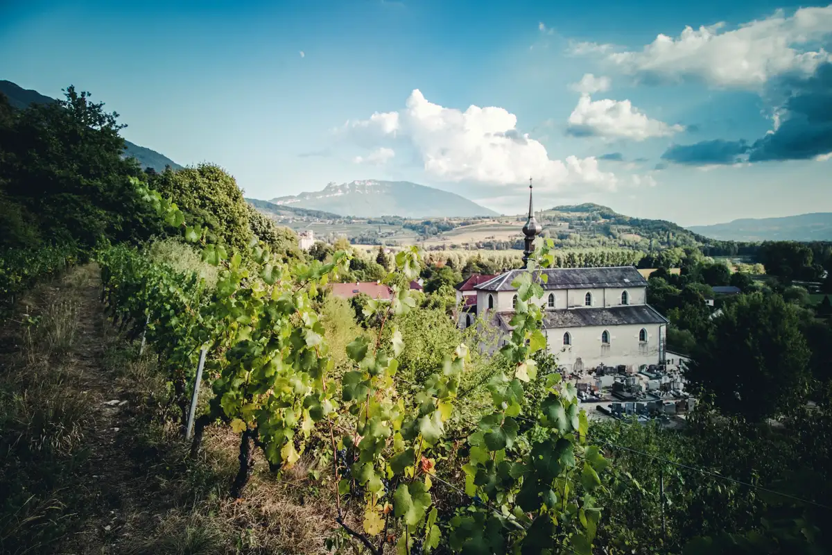 Vignoble du Domaine de Lucey