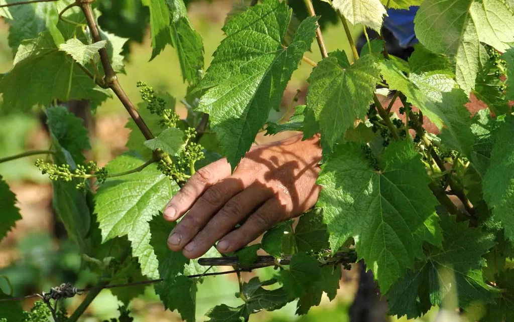 Les vignes du Ch&acirc;teau Lamartine
