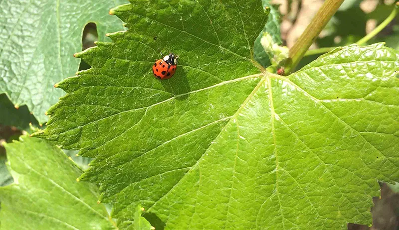 Champagne Denis Frézier - Coccinelle posée sur une feuille de vigne