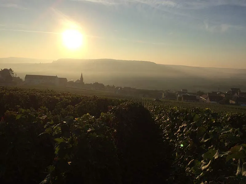 Champagne Denis Frézier - Lever de soleil sur Monthelon et ses coteaux pendant les vendanges