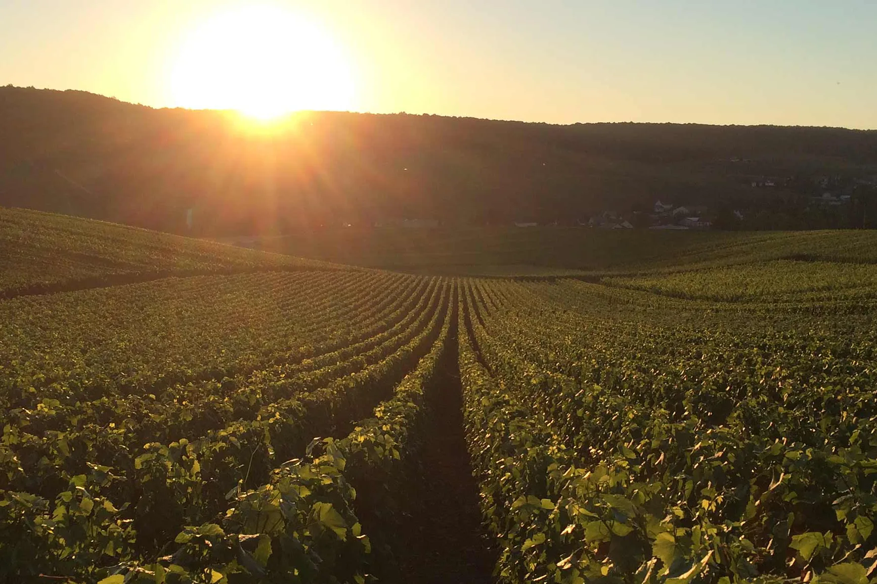 Champagne Denis Frézier - Le terroir de Grauves au soleil bas, vu depuis le lieu-dit les Harbaudes
