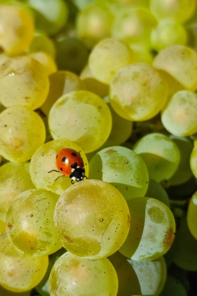 Champagne Francis Boulard & Fille - Une coccinelle sur une grappe de chardonnay