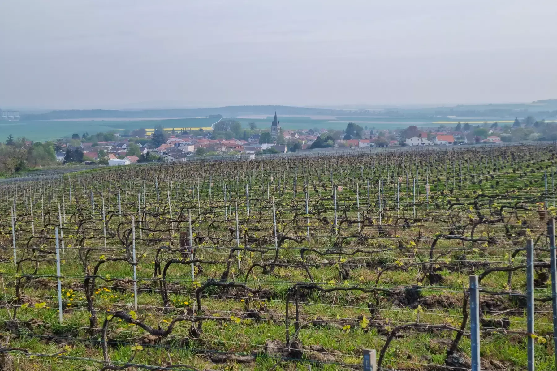 Champagne Francis Boulard & Fille - Rangs de vigne taillés, un village à l’horizon