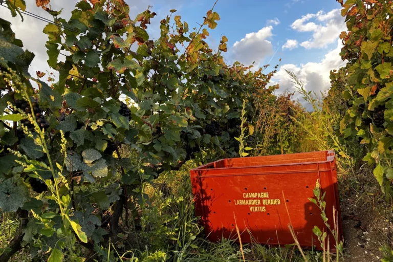 Champagne Larmandier-Bernier