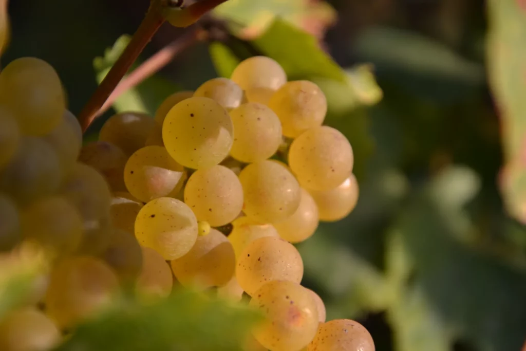 Champagne Larmandier-Bernier - Grappe de raisin blanc doré à pleine maturité