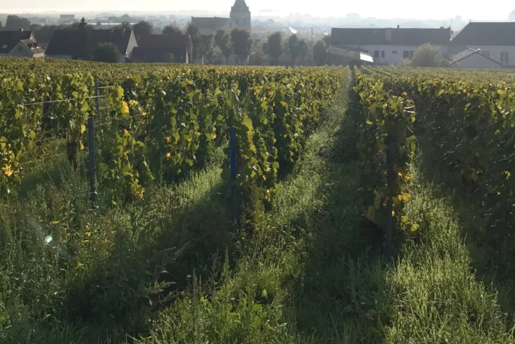 Champagne Larmandier-Bernier - Rangs de vigne enherbés à l’automne, aux abords du village
