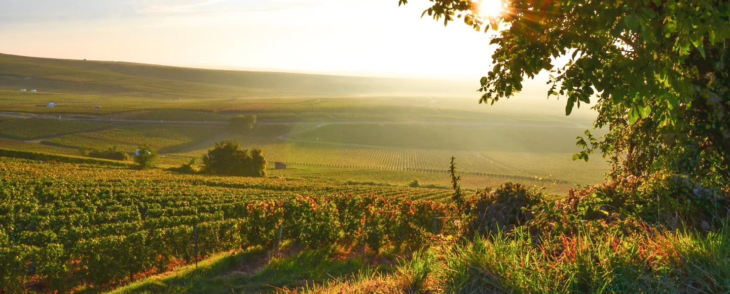 Champagne Larmandier-Bernier - Vignoble de la Côte des Blancs dans la lumière rasante du soleil