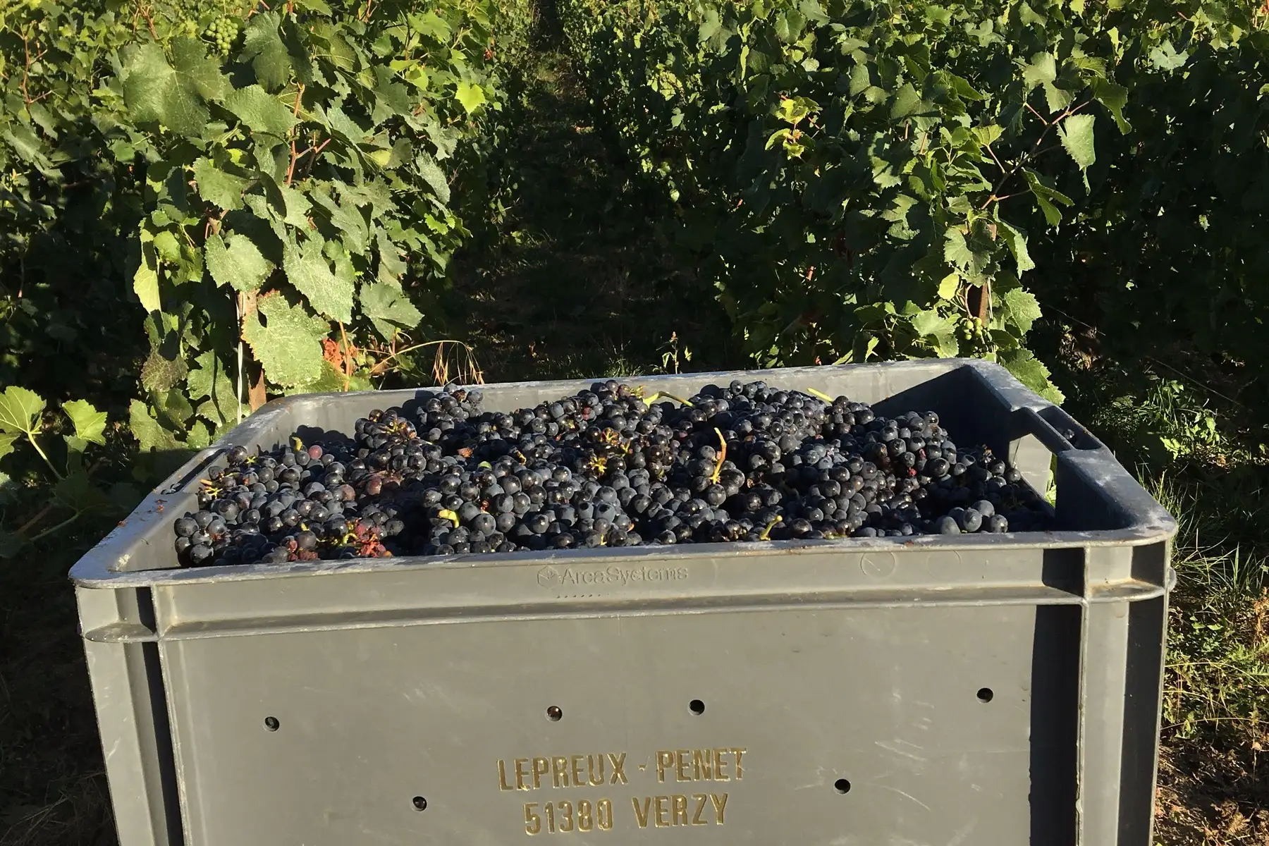 Champagne Lepreux-Penet - Caisse de vendange remplie de pinot noir au milieu des vignes