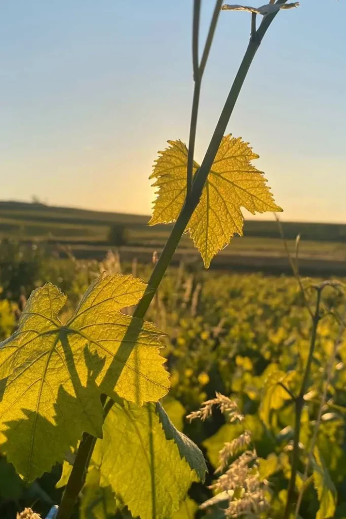 Champagne Lepreux-Penet - Feuille de vigne dans le soleil couchant