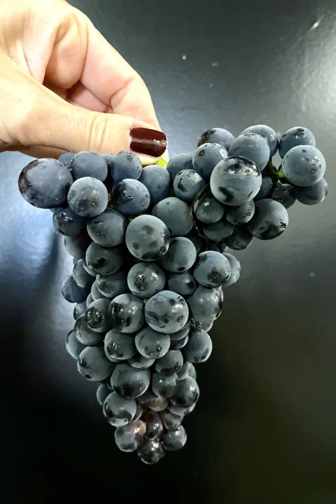 Champagne Lepreux-Penet - Grappe de pinot noir tenue à la main