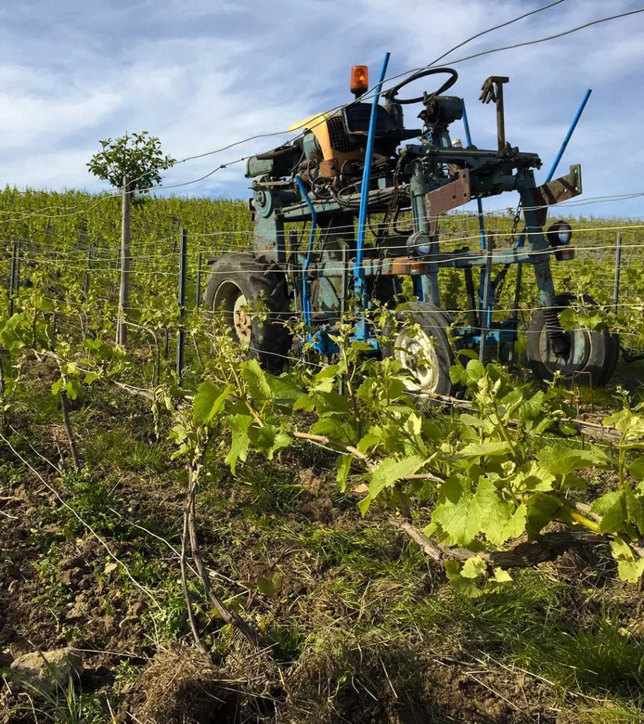 Champagne Nowack - Enjambeur entre les rangs au printemps, un jeune arbre planté dans la vigne