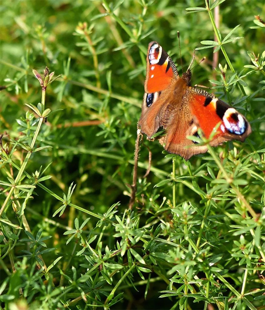 Champagne Régis Poissinet - Papillon paon-du-jour posé dans l’herbe