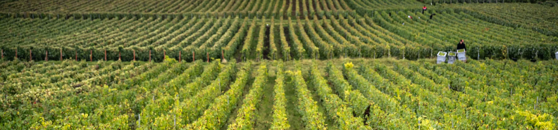 Champagne Régis Poissinet - Rangs de vigne en coteau pendant les vendanges