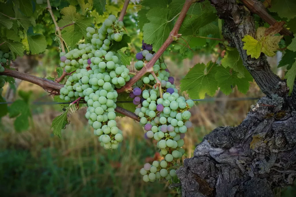 Château de Coulaine - Grappes au moment de la véraison