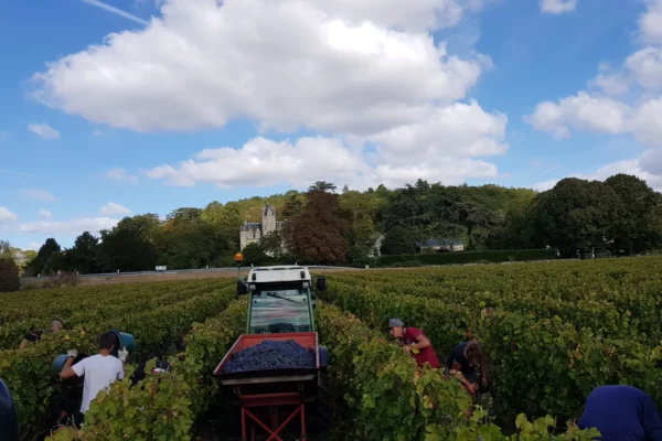 Château de Coulaine - Vendanges à la main, le château en arrière-plan à Beaumont-en-Véron