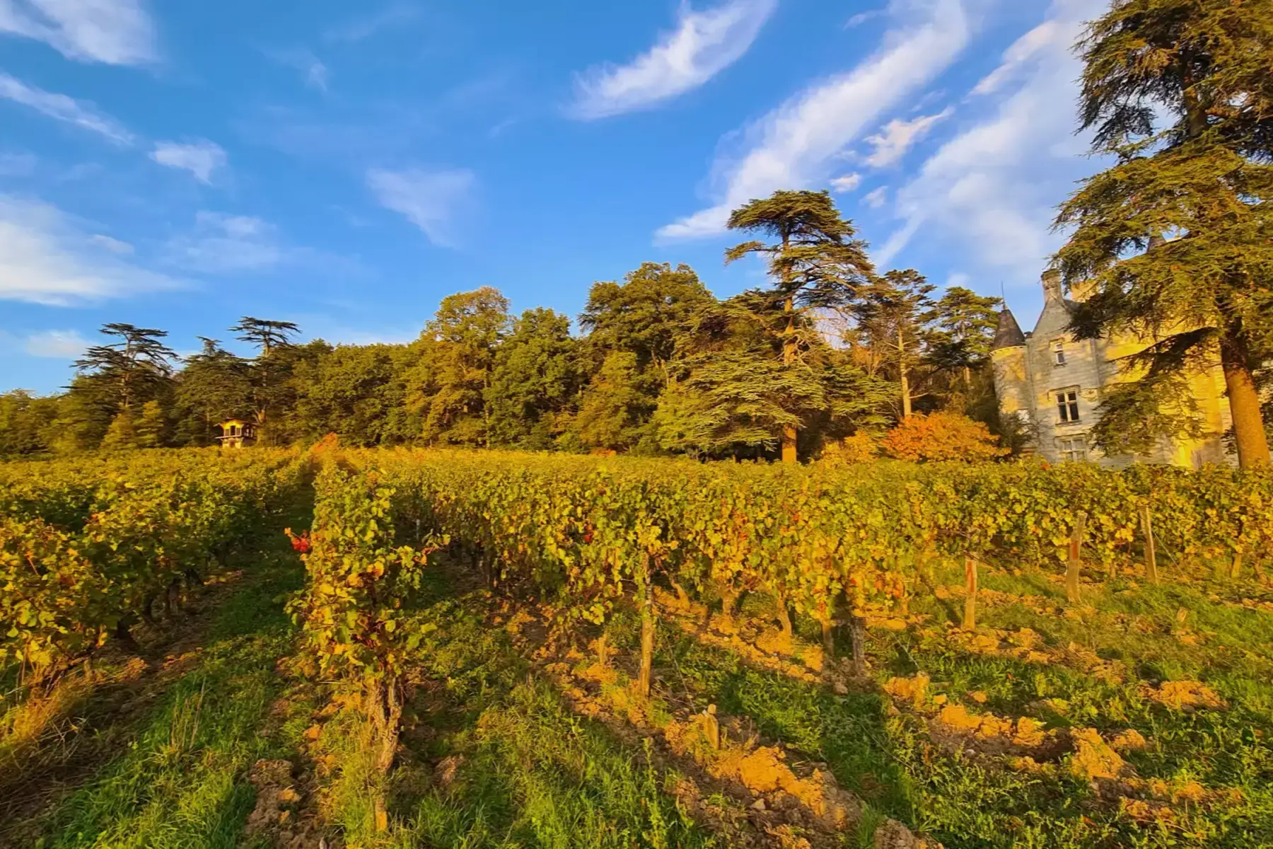 Château de Coulaine - Vignes d’automne au pied du parc et du château