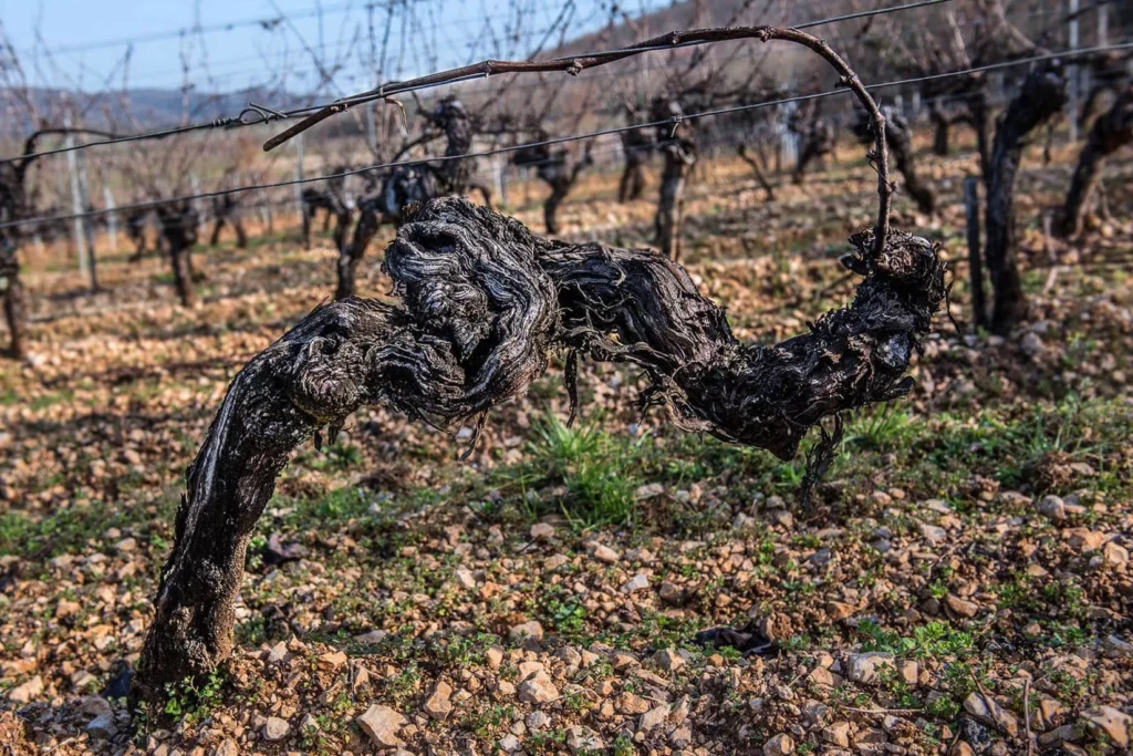 Château du Cèdre - Vieux cep de Malbec en hiver