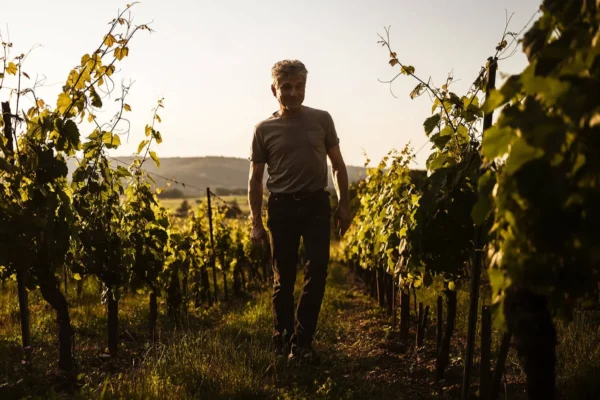 Château du Cèdre - Un vigneron dans les rangs, en fin de journée