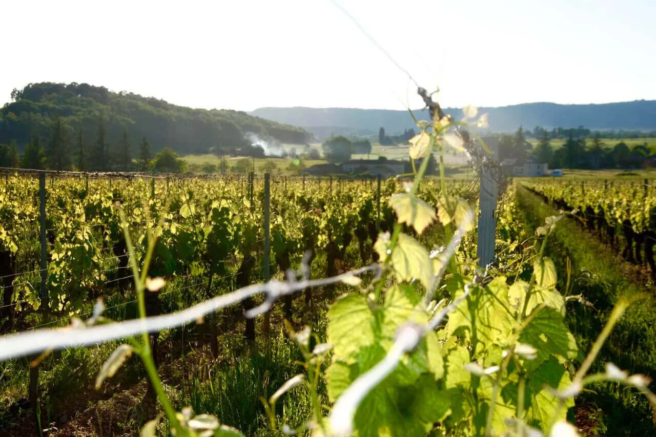 Château du Cèdre - Le vignoble et la vallée du Lot