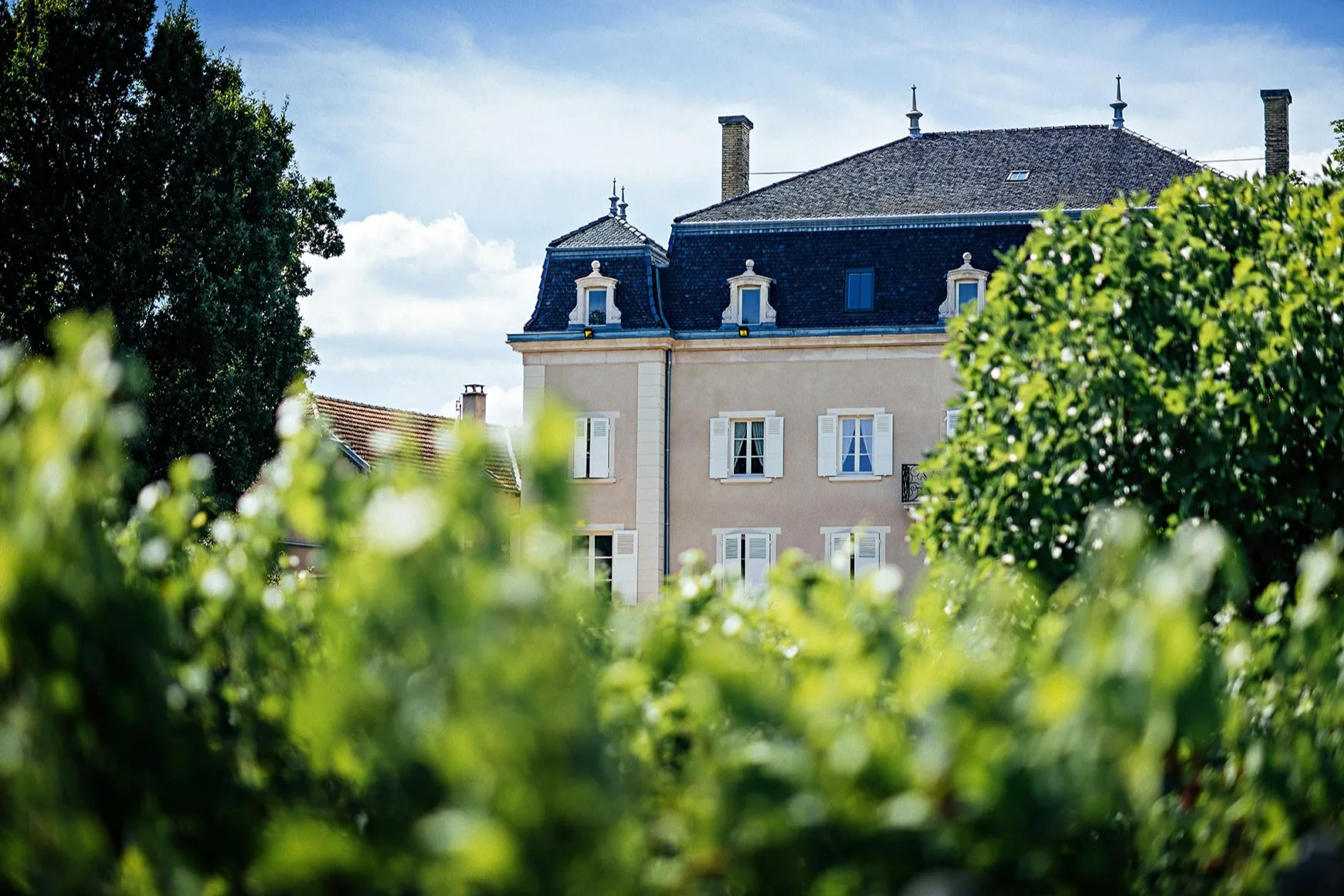 Château du Moulin-à-Vent - La demeure vue à travers le feuillage des vignes