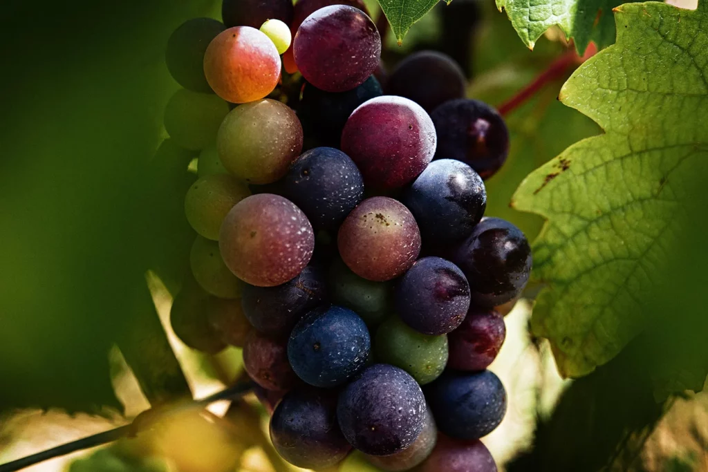Château du Moulin-à-Vent - Grappe de gamay en pleine véraison