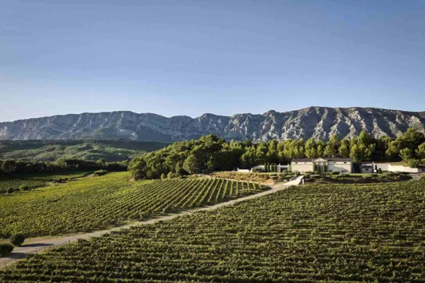 Château Gassier - Rangs de vigne menant au château, sous la Sainte-Victoire à Puyloubier