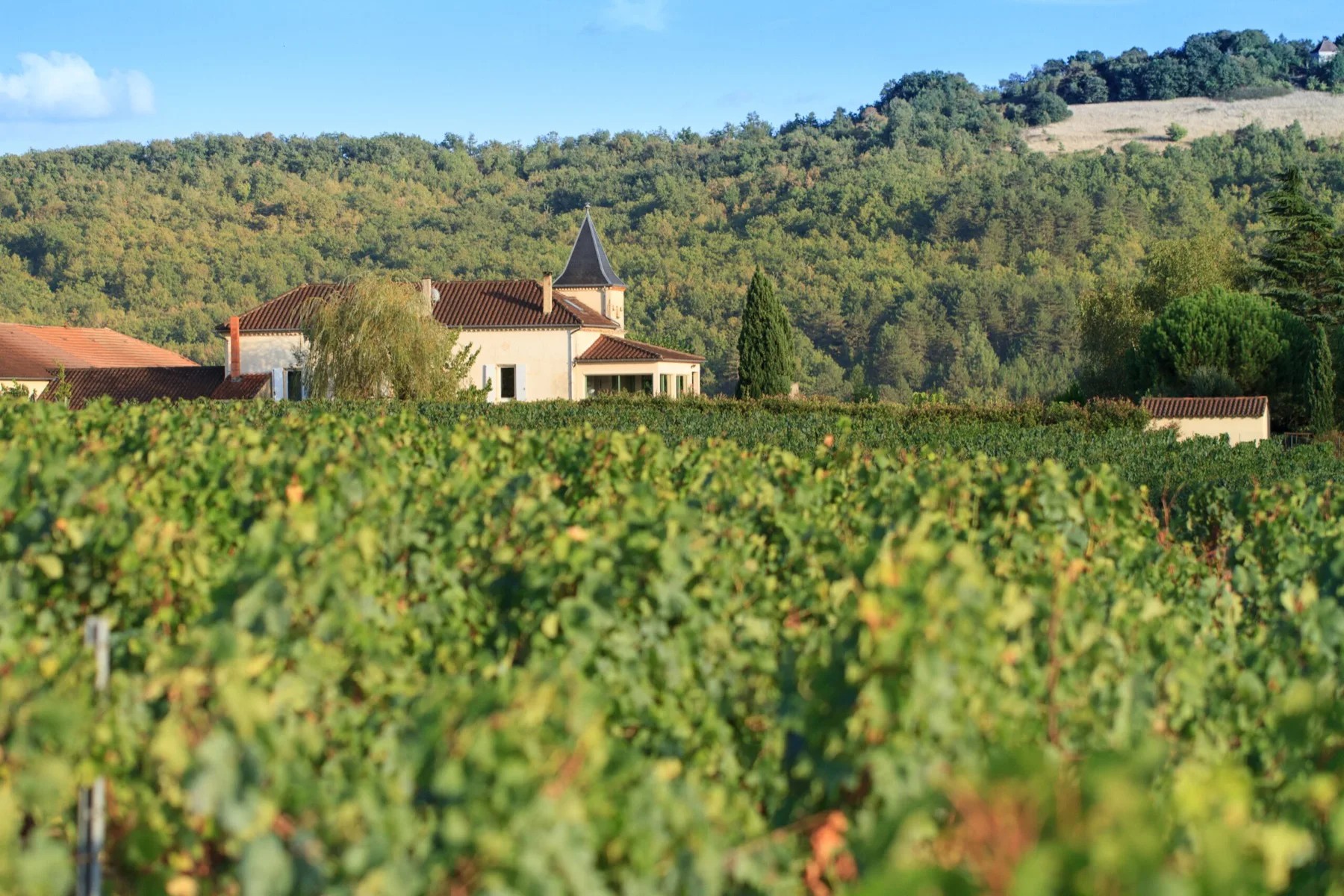 Château Haut-Monplaisir - Le domaine et son vignoble au pied du coteau boisé
