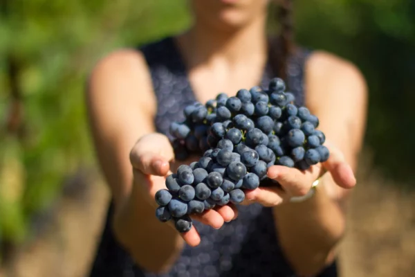 Château Haut-Monplaisir - Grappes de Malbec tenues en main