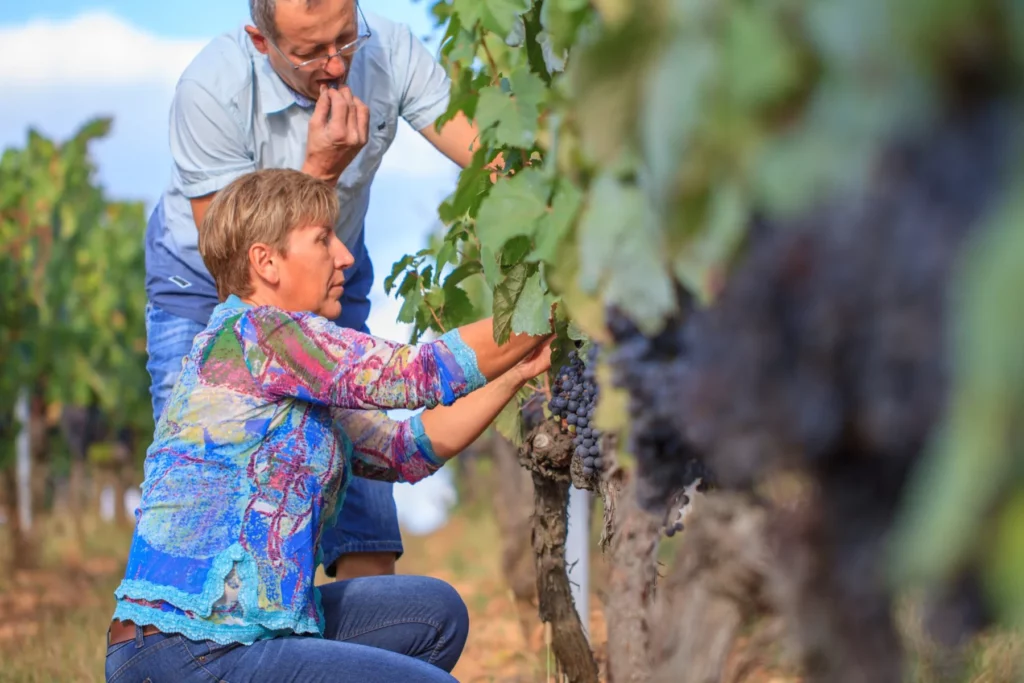 Château Haut-Monplaisir - Travail manuel à la vigne