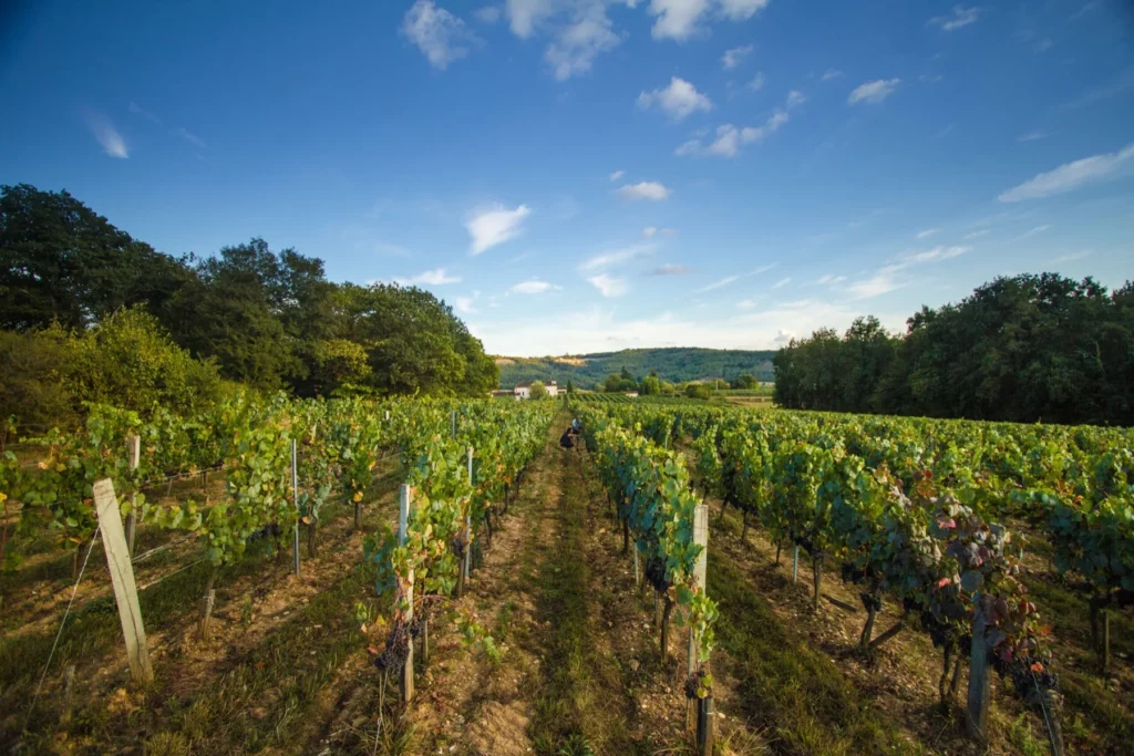 Château Haut-Monplaisir - Le vignoble sur les troisièmes terrasses du Lot