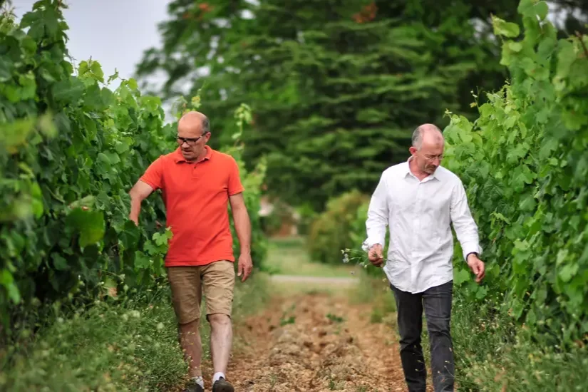 Château Lacapelle Cabanac - Travail dans les rangs de vigne