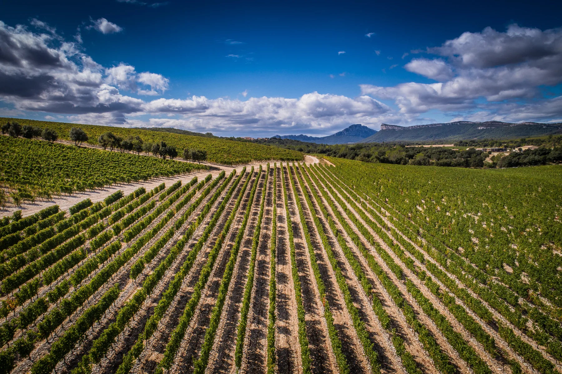 Château Lancyre - Le vignoble en coteaux au pied du Pic Saint-Loup