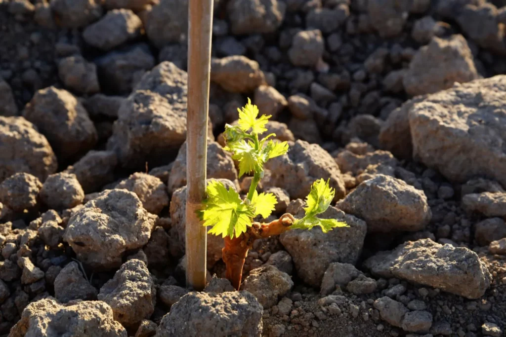 Clos Teddi - Jeune pied de vigne sur l’arène granitique