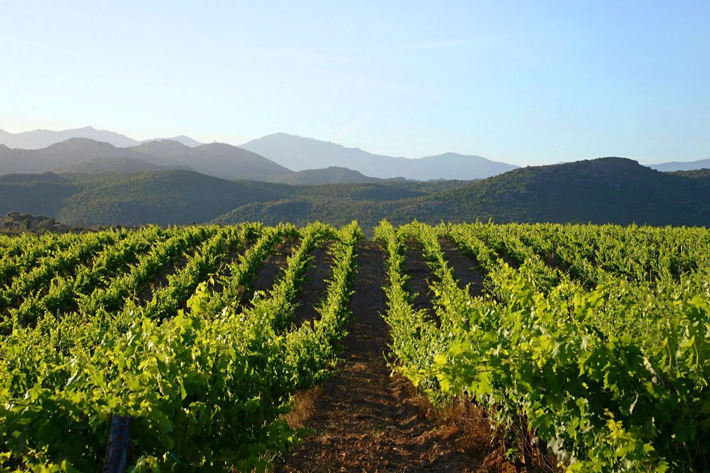 Clos Teddi - Rangs de vigne face aux reliefs du désert des Agriates