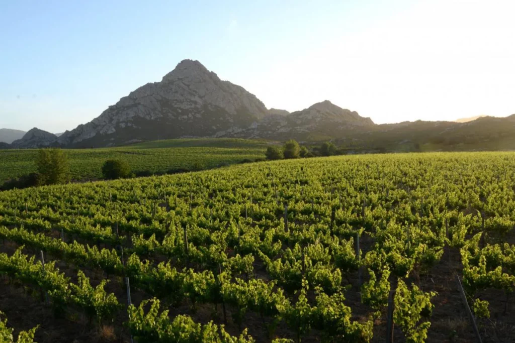 Clos Teddi - Le vignoble d’un seul tenant au pied des sommets des Agriates