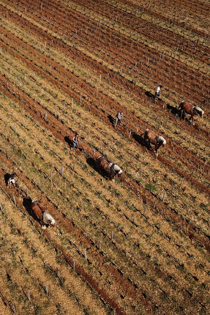 Domaine Arlaud - Labour à cheval entre les rangs de vigne, vu du ciel