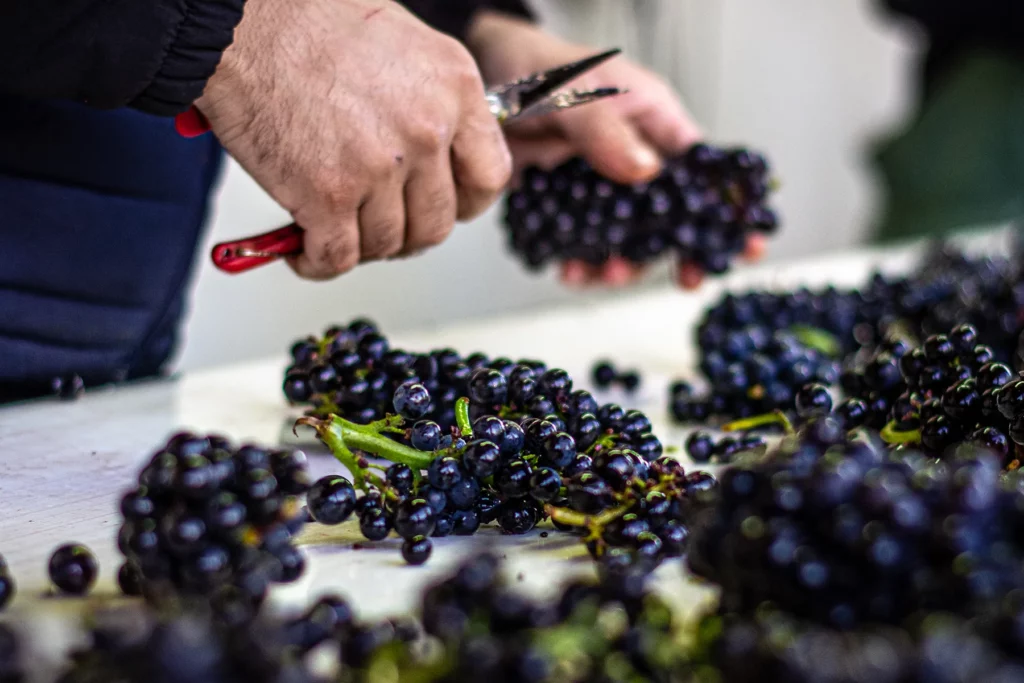 Domaine Arlaud - Tri à la main des grappes de raisin noir sur la table de tri